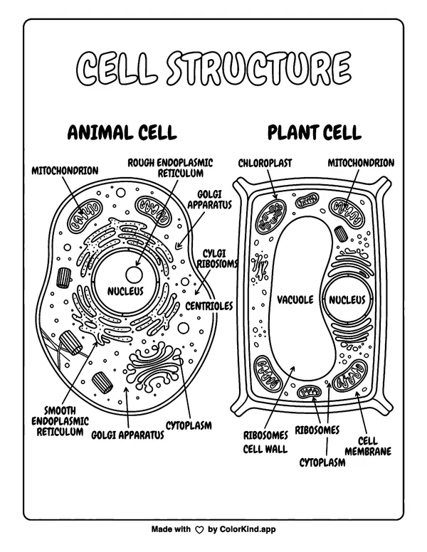 Simple Cell Diagram as a free printable coloring page reviewed by ColorKind