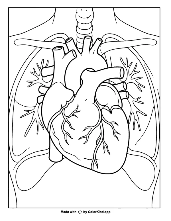 Human Heart as clean black-and-white printable line art made by ColorKind