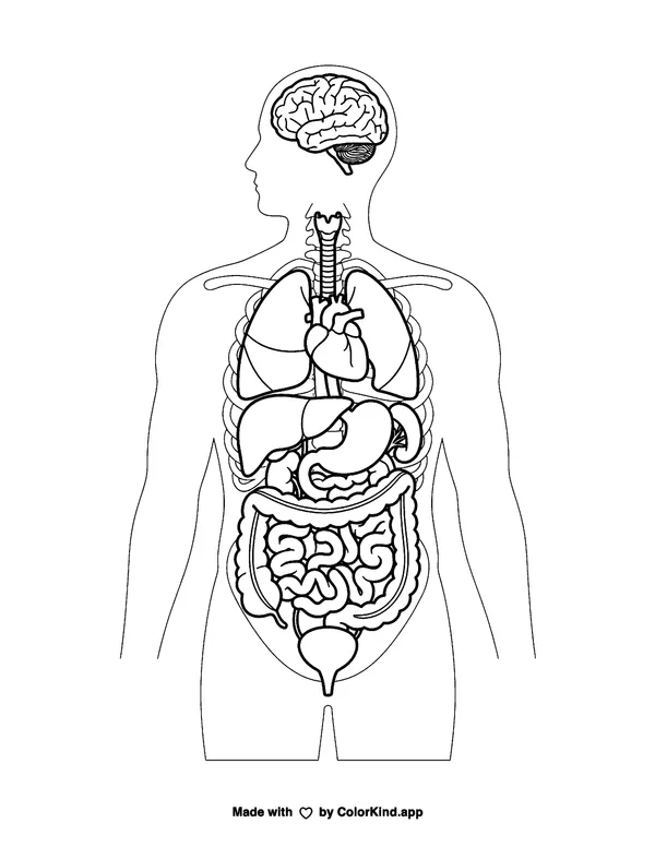 Human Organs as clean black-and-white printable line art made by ColorKind